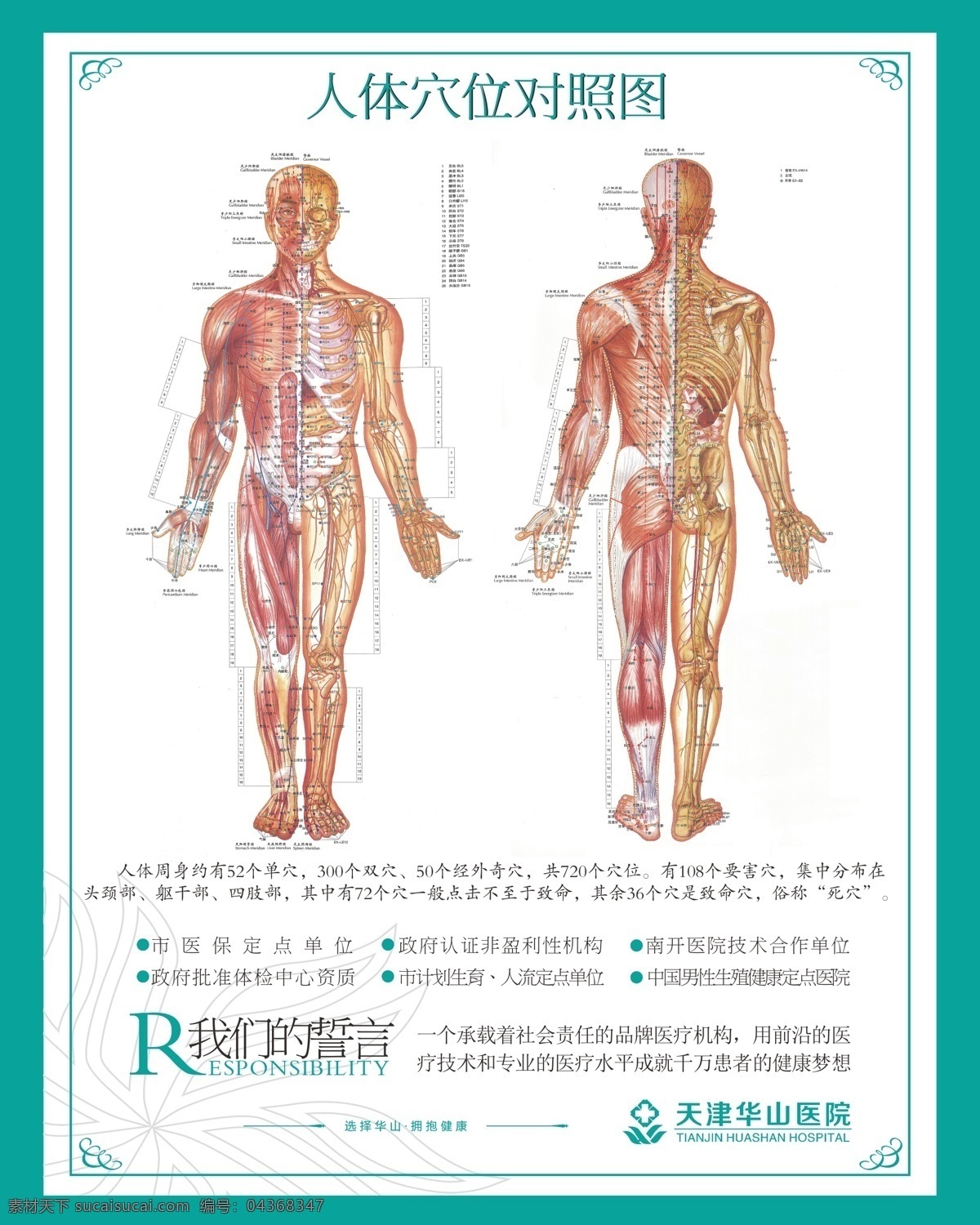 医疗 医院展板 医疗展板 人体穴位 人体穴位图 人体图 人体结构图 骨骼 展板 绿色 医疗相关 展板模板