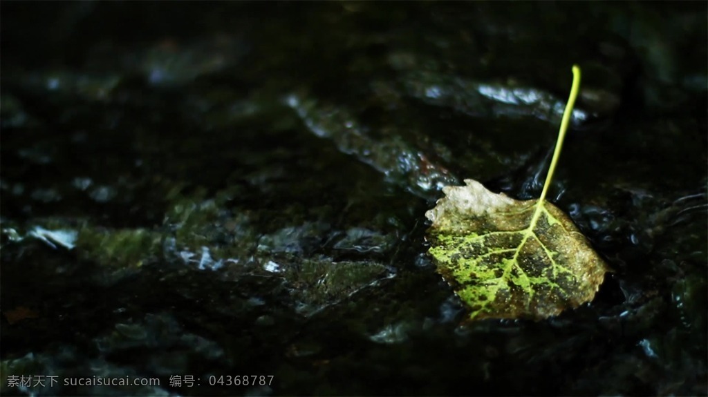 清新 秀丽 小河 流 树叶 掉落 河流 高清 视频 实拍 清新秀丽 小河流 大自然 景色 高清视频实拍