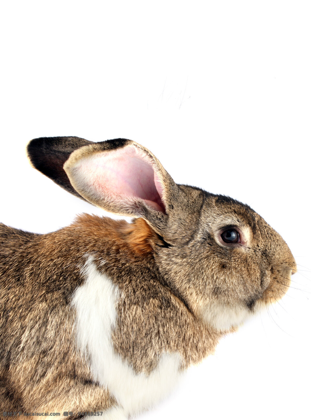 体 兔 耳朵 白色