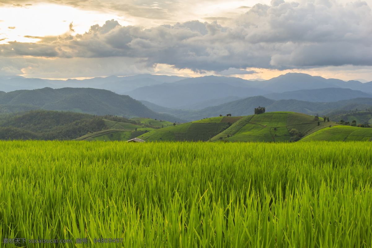 美丽 稻田 风景 田园风光 稻谷 稻子 美丽风景 风景摄影 美丽景色 美景 自然风光 自然风景 自然景观 绿色