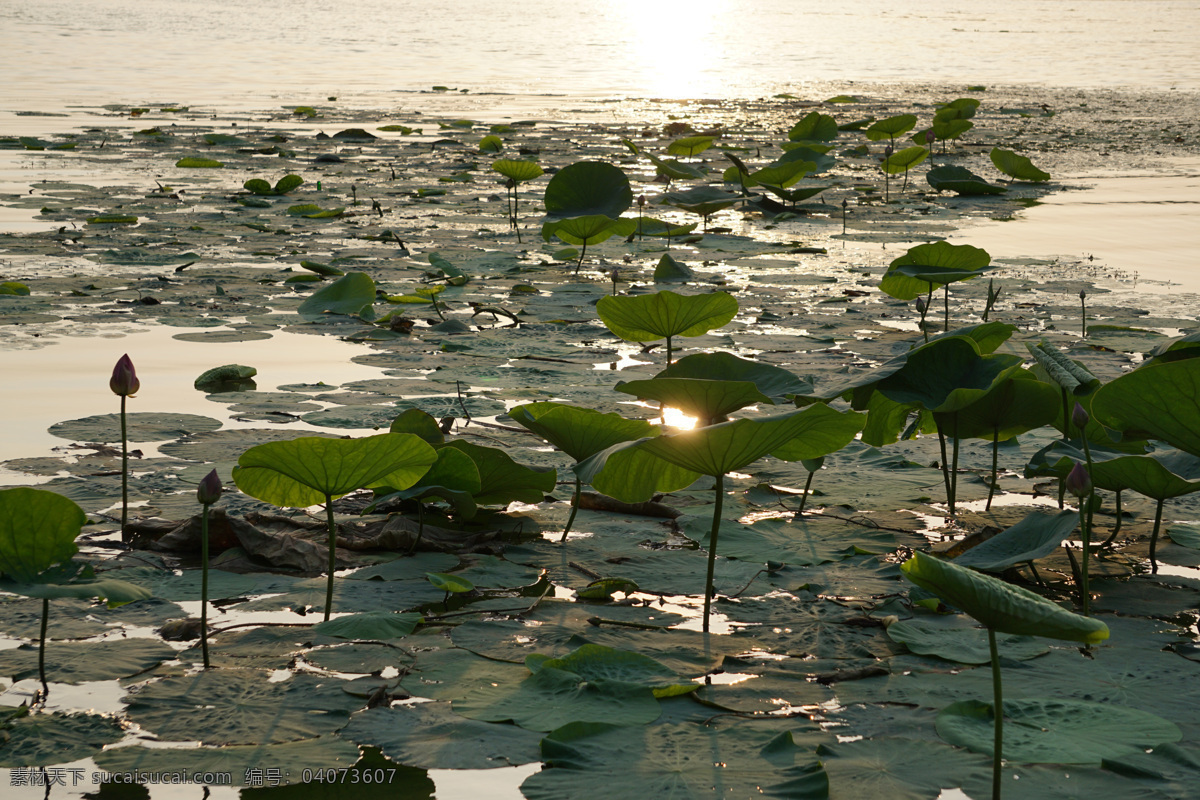 沈阳丁香湖 黄昏 荷花 沈阳 丁香湖 湖面 自然风景 自然景观