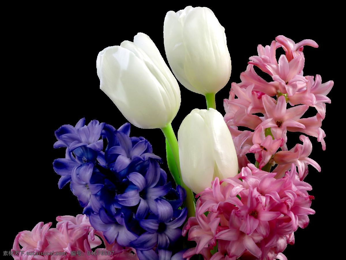 多种颜色 花朵 元素 玉兰花 郁金香