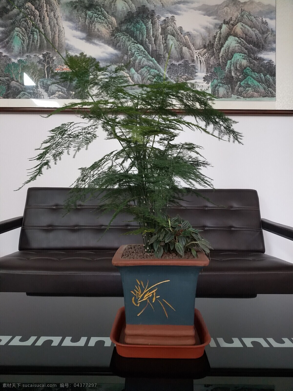 办公室文竹 办公室 文竹 花盆 植物 文化 自然景观 山水风景