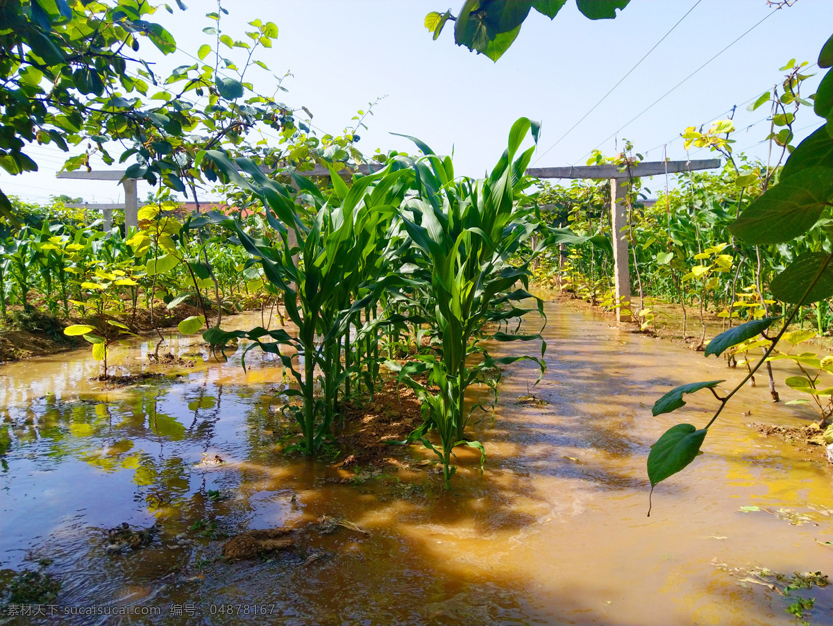 灌溉 浇水 田园 乡村 大水漫灌 树木 乡村风采 生物世界 树木树叶