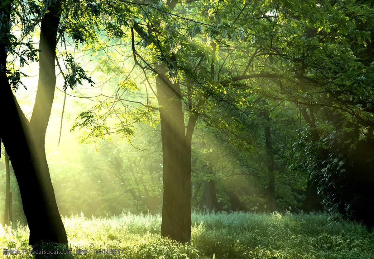 森林阳光 森林 树林 树木 阳光 穿透 草地 草坪 高清风景系列 自然景观 自然风景