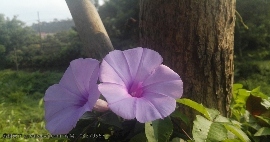 牵牛花 喇叭花 紫色花 花卉 花朵 植物 花 生物世界 花草