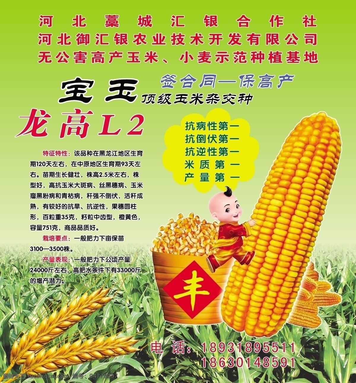 玉米海报 玉米 麦穗 宝玉 龙 高 种 绿色底 丰收 广告设计模板 源文件