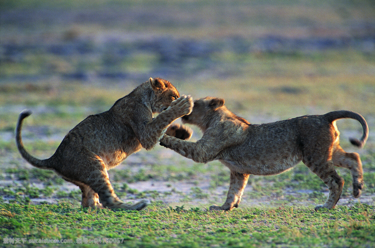 两 只 大家 豹子 动物 野生动物 打架 互殴 陆地动物 生物世界 灰色