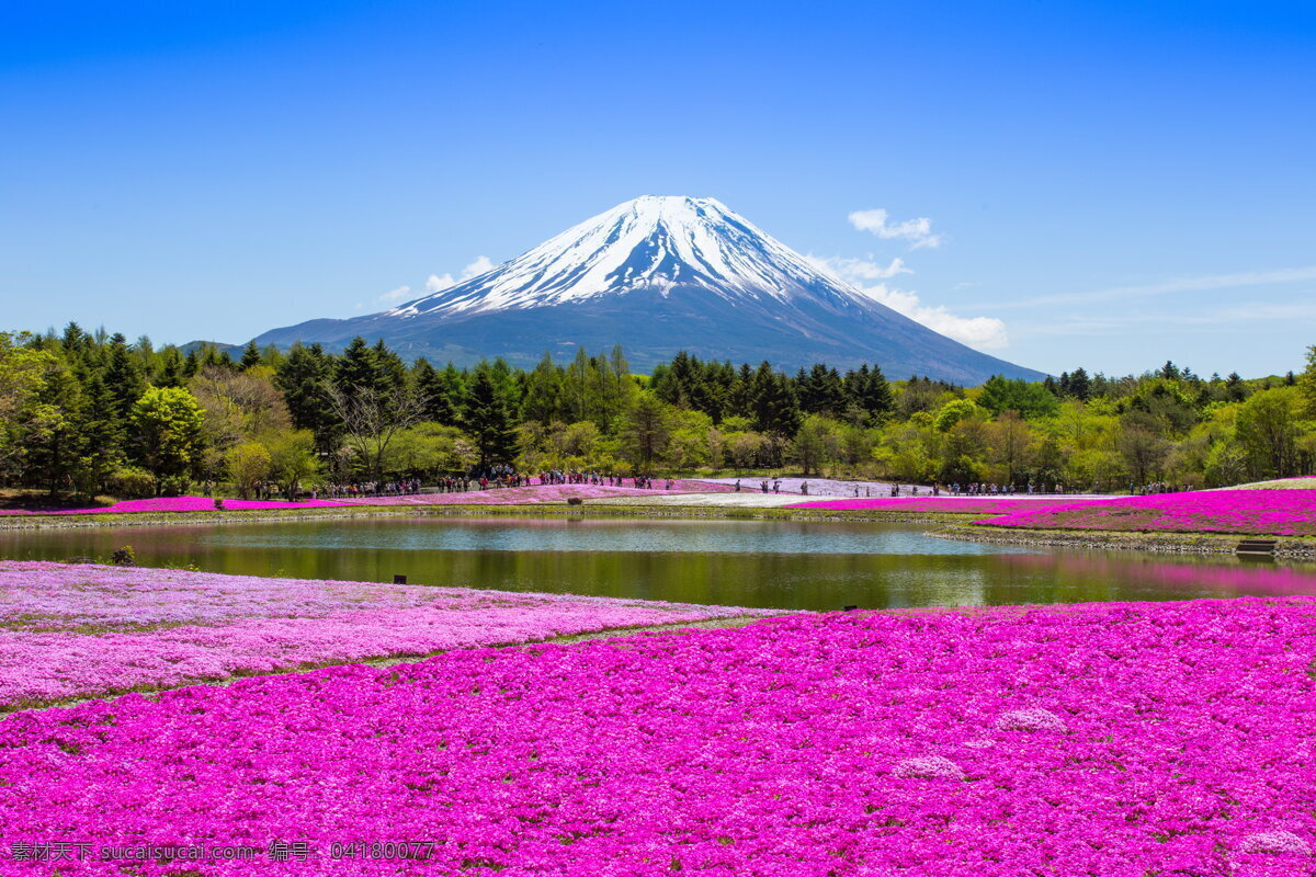 富士山下 富士山 山峰 山下 日本富士山 花海 鲜花 花卉 树木 雪山 远山 山峦 高山 绿树 湖泊 富士山风景 日本风光 风景图 自然景观 自然风景 紫色