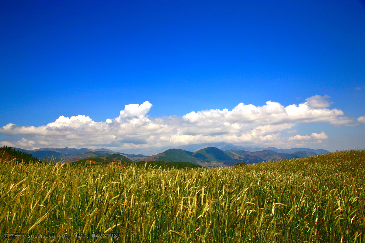 麦地 山峰 美丽 风光 麦子 蓝天 白云 自然风景 自然景观 蓝色