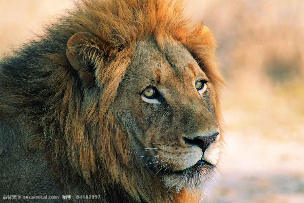 雄狮摄影 野生动物 动物世界 哺乳动物 狮子 雄狮 摄影图 陆地动物 生物世界 黄色