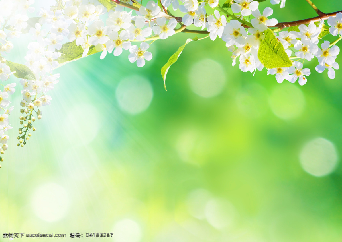 树枝 小花 绿色背景 竹子 竹林 紫阳花 绿色植物 花朵 白色花朵 自然 花草 花草图片 植物图片 花朵图片 清新花朵 花 自然素材 清新 壁纸 盆景 花卉 鲜花 菊花 蒲公英 盆栽 植物素材 鲜花素材 春天 绿叶