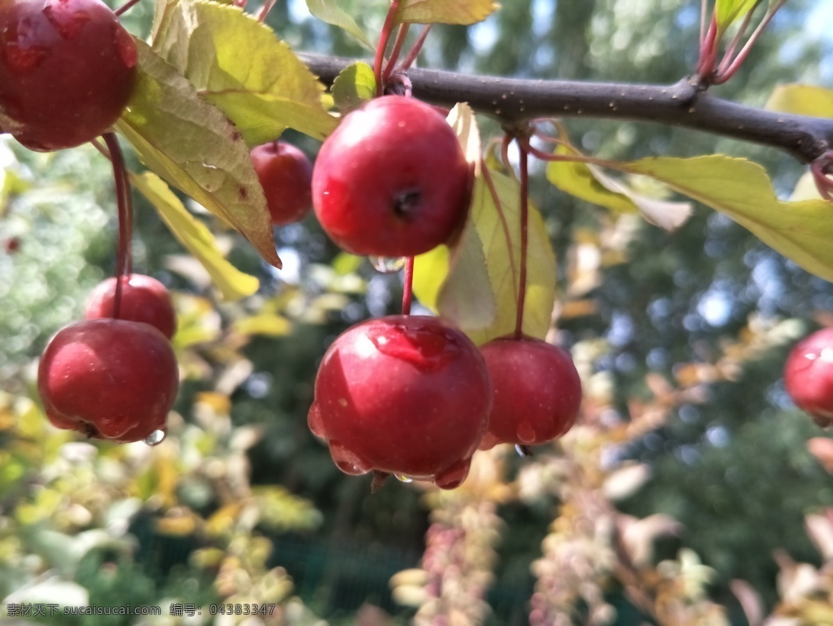 海棠 水果 成熟 红色 水滴 绿叶 植物 生物世界 一组水果图片