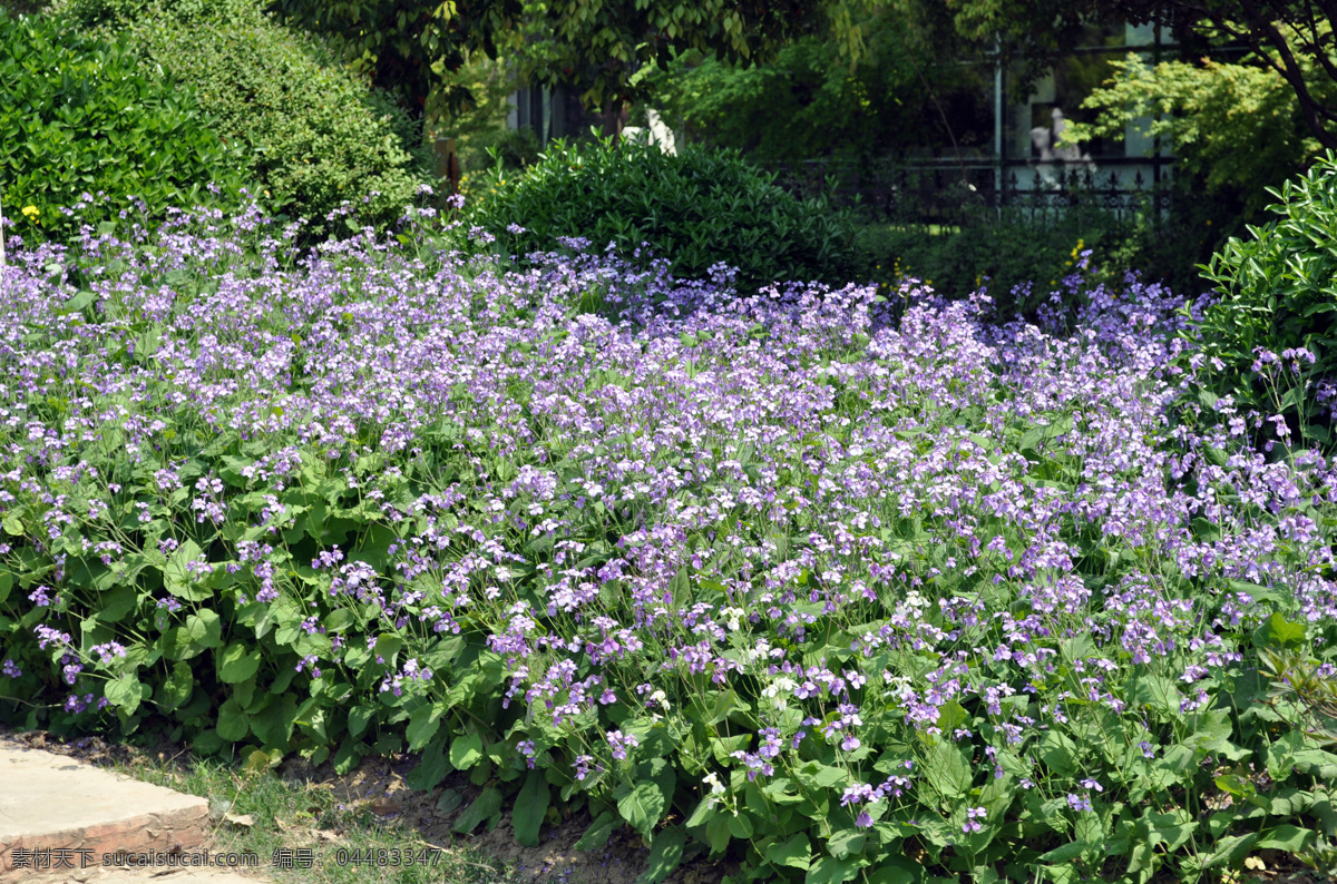 二月兰 植物 花卉 园林 开花 园林植物 自然景观 自然风景