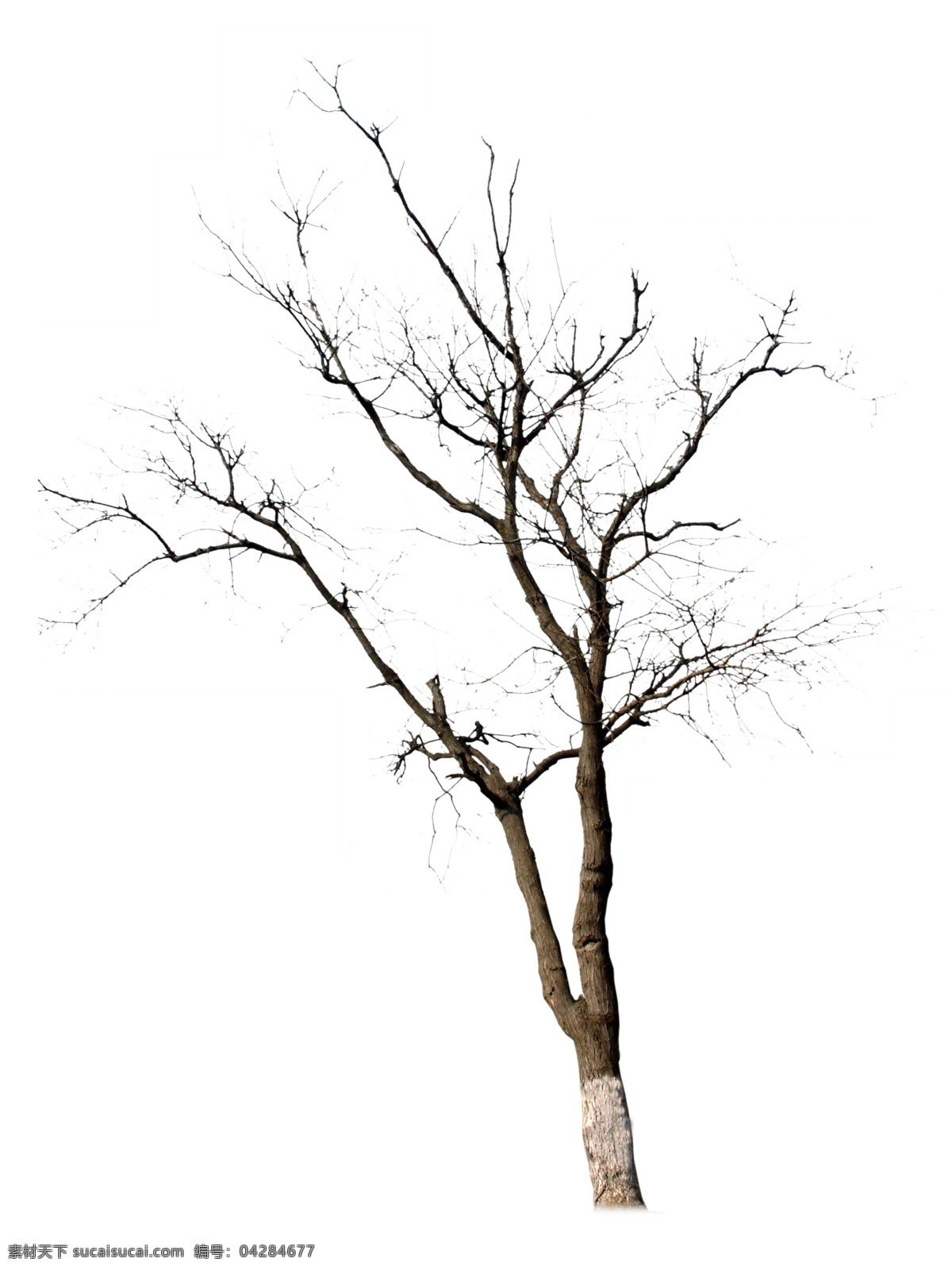 枯树 干树 冬树 造型树 树 无叶树 生物世界 树木树叶