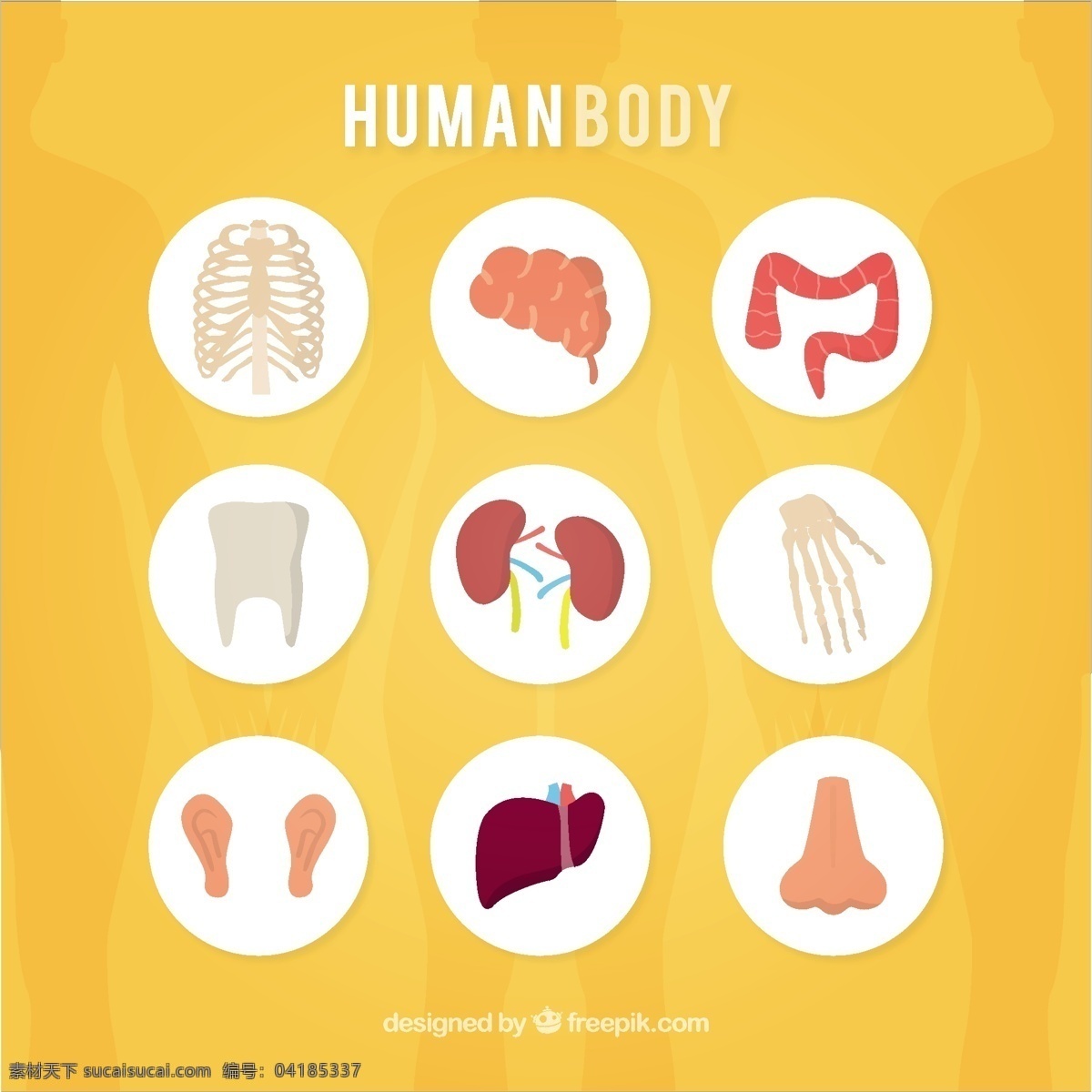 人体的图标 图示 手 手画 人 医学 研究 牙齿 人体 手图示 解剖学 画 骨 噪声 肾脏 器官 耳朵 身体部位 黄色