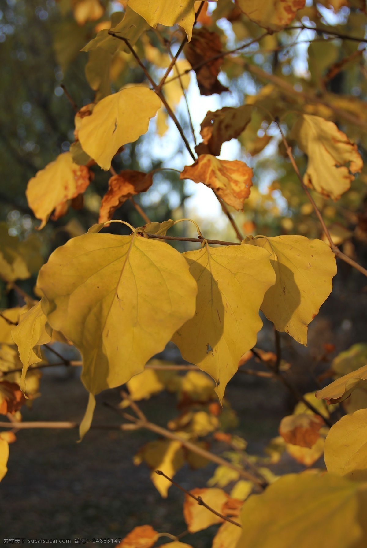 秋叶 深秋 黄色的树叶 树木树叶 生物世界