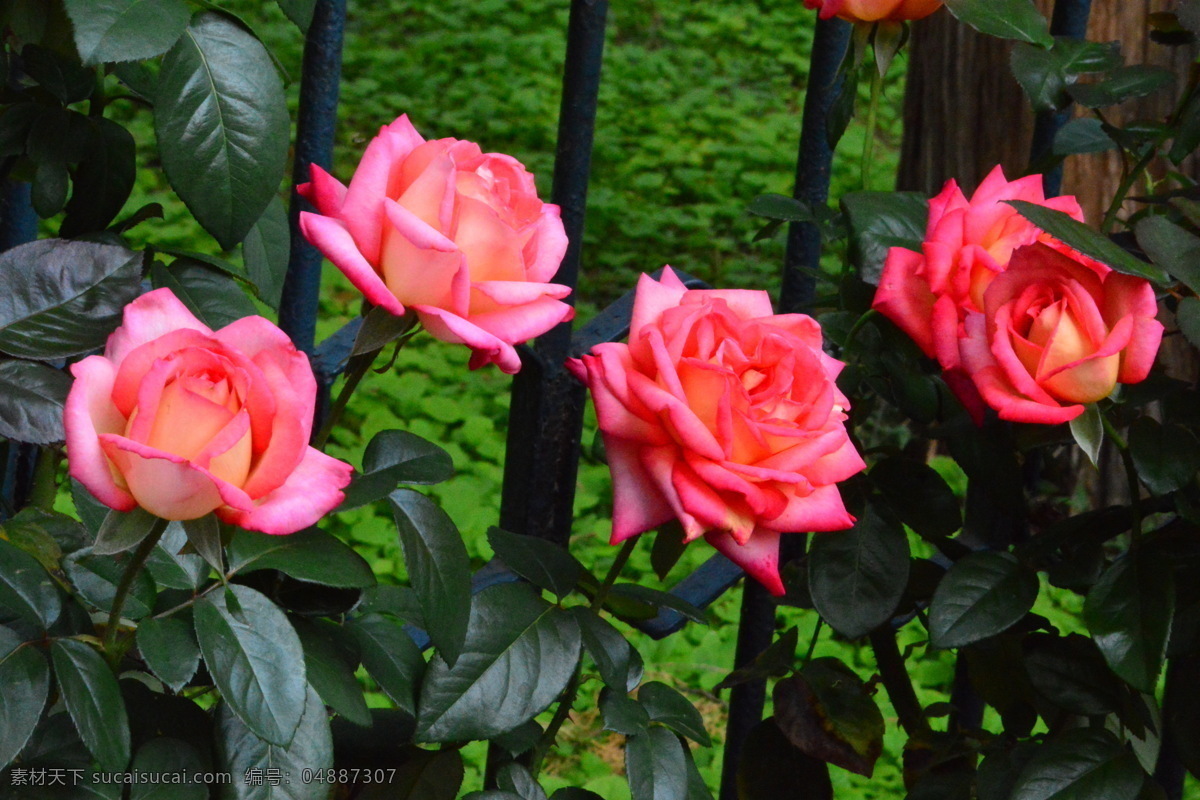 秋日 月季花 秋日月季花 秋花 园林风景 绿化风景 月月红 蔷薇科花卉 月季 观赏花卉 花骨朵 花卉 植物 园林绿化 绿化景观 花草 花儿 花朵 月季蔷薇 生物世界