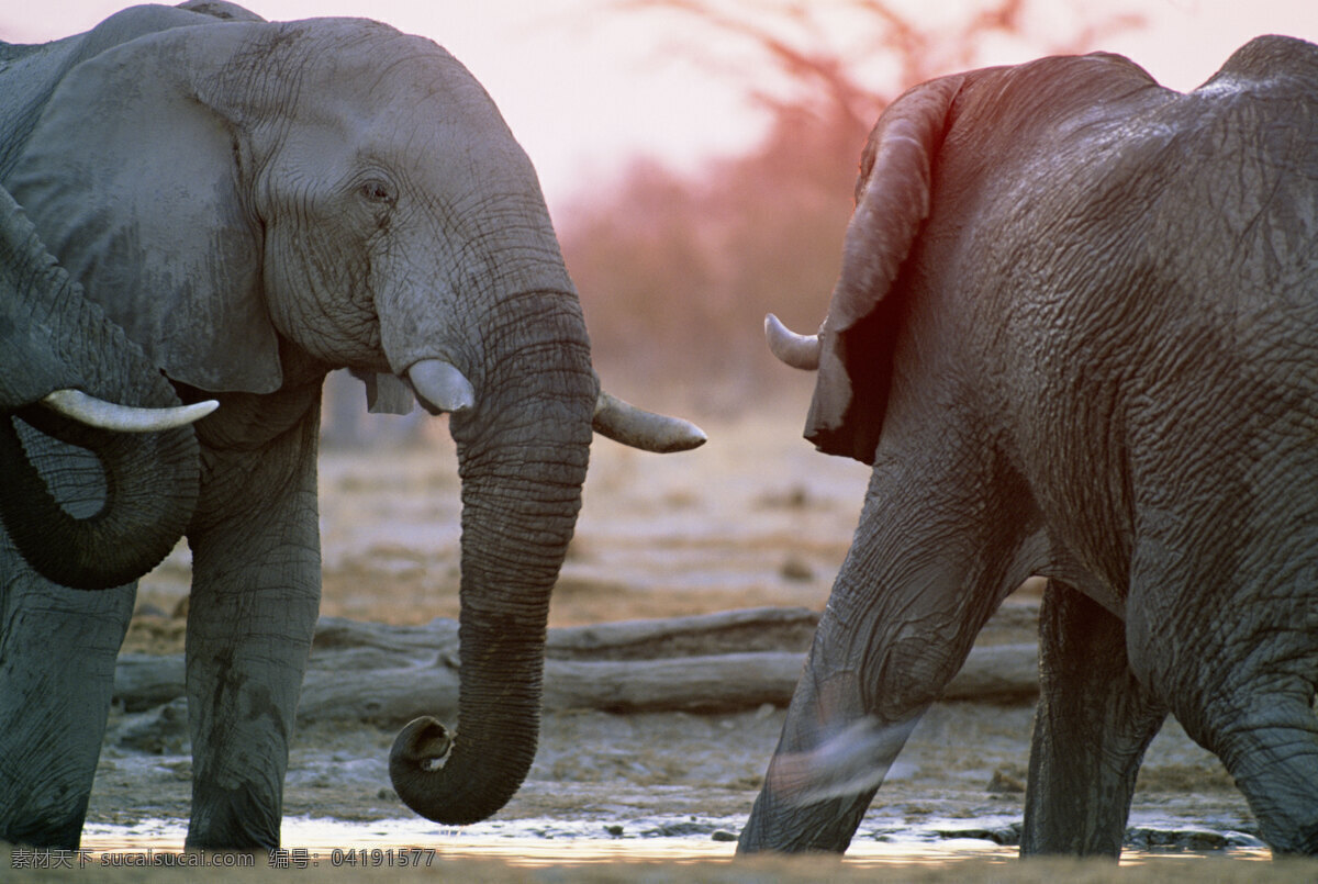 非洲 野生动物 大象 非洲野生动物 动物世界 动物 jpg图片 生物世界 摄影图片 脯乳动物 陆地动物 黑色