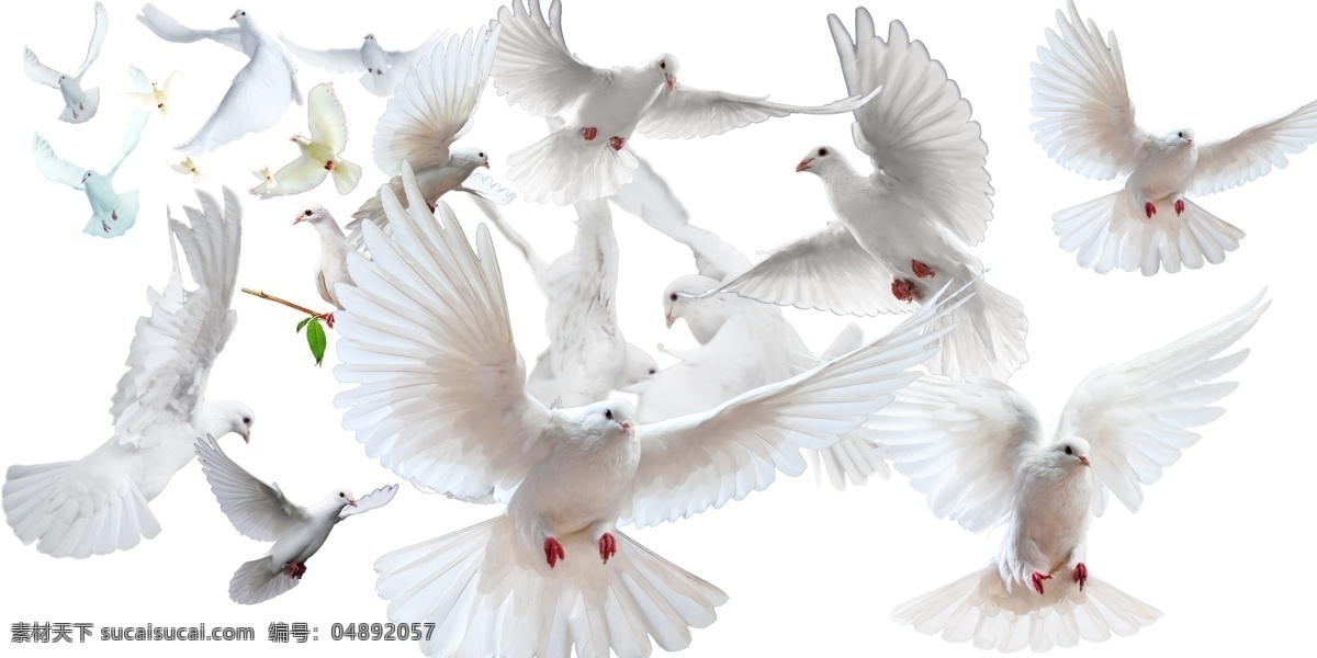 飞翔 鸽子 免费素材 免费模版下载 白色