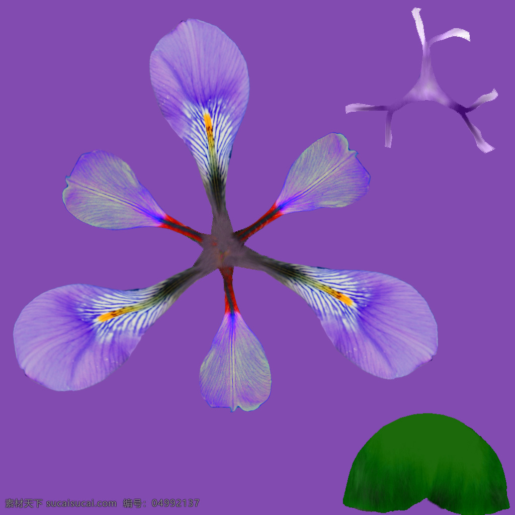 iris 鸢尾免费下载 鸢尾花 植物模型 鸢尾 花卉草 3d模型素材 动植物模型