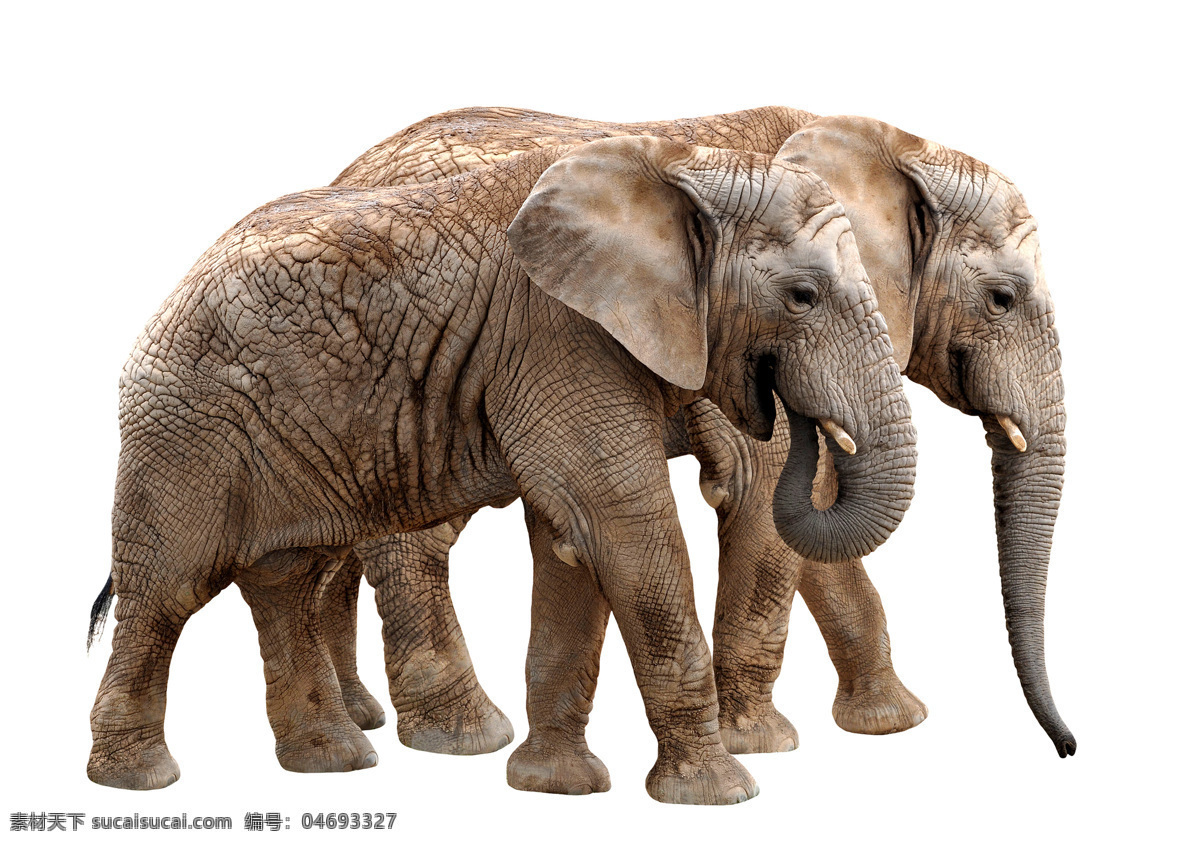 两只大象 大象 野象 生物世界 动物世界 野生动物 陆地动物 动物 白色
