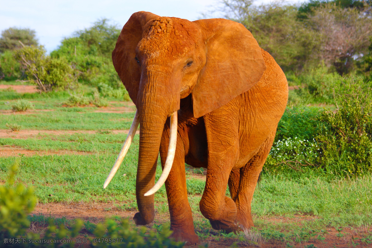 大象 野象 非洲象 草原 白云 辽阔 保护动物 生物世界 野生动物 动物