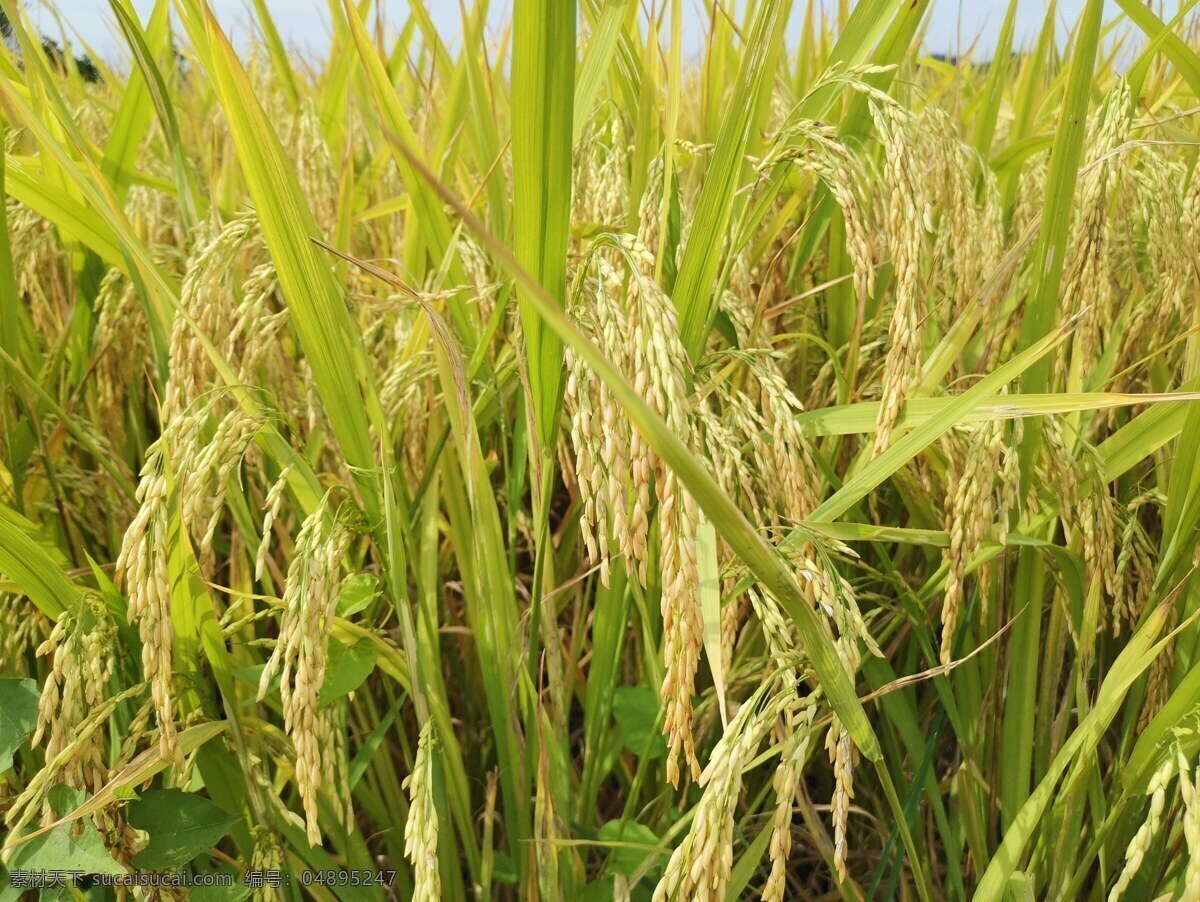 稻谷图片 水稻 金色水稻 粮食 成熟水稻 稻谷 旅游摄影 自然风景