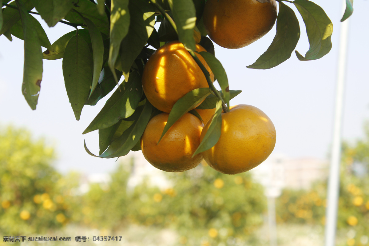 成熟的沃柑 黄色沃柑 沃柑果实 黄色的沃柑 生物世界 水果