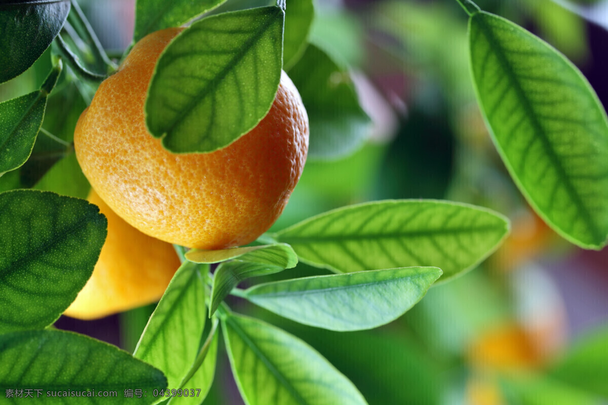 新鲜水果摄影 橙子 桔子 水果 新鲜水果 水果插图 水果摄影 水果背景 水果蔬菜 餐饮美食 绿色