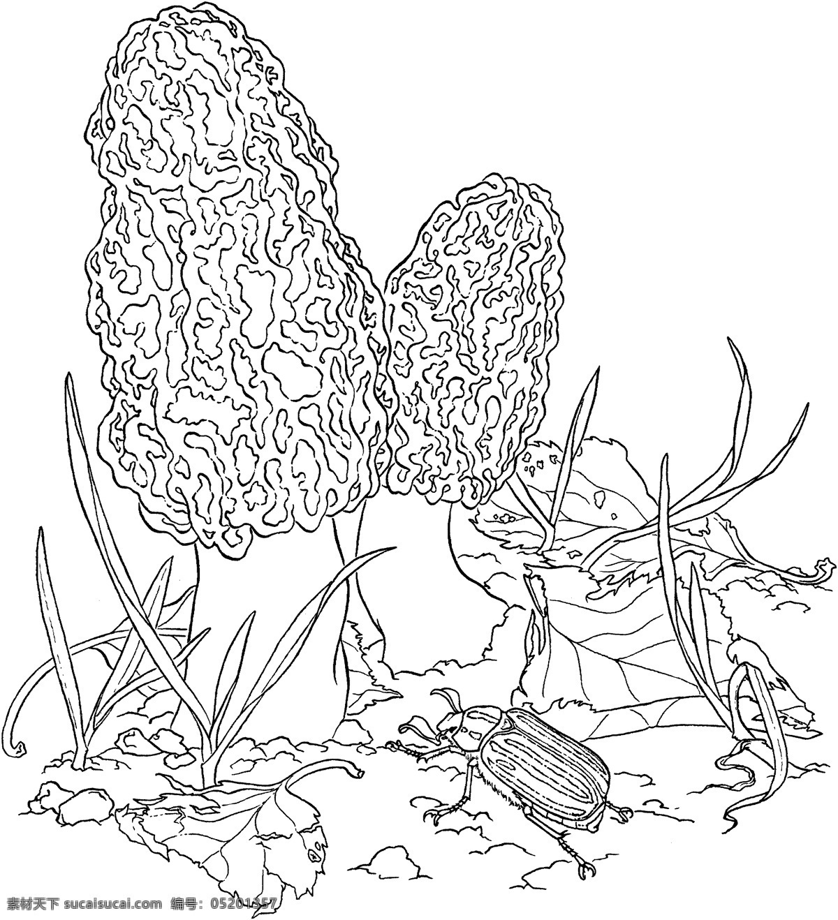 蘑菇 植物 菌类 静物素描 设计素材 静物专辑 素描速写 书画美术 白色