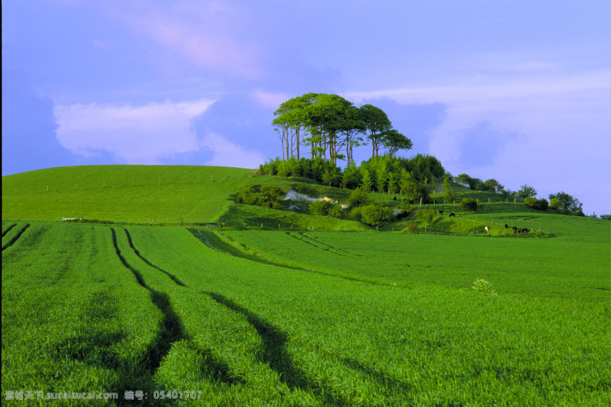 稻田 树木 天空 自然景观 田园风光 风景 摄影图库