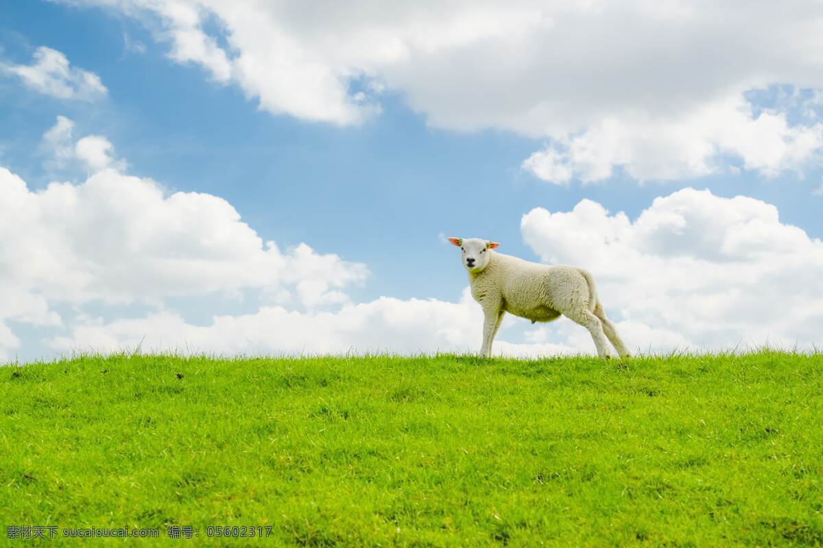 羊羔 小羊 绿草 蓝天 白云 广告背景 生物世界 家禽家畜