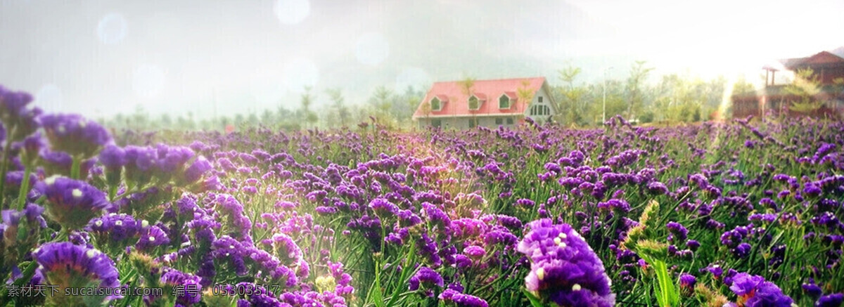 浪漫 紫色 薰衣草 花海 背景 banner 景色 唯美