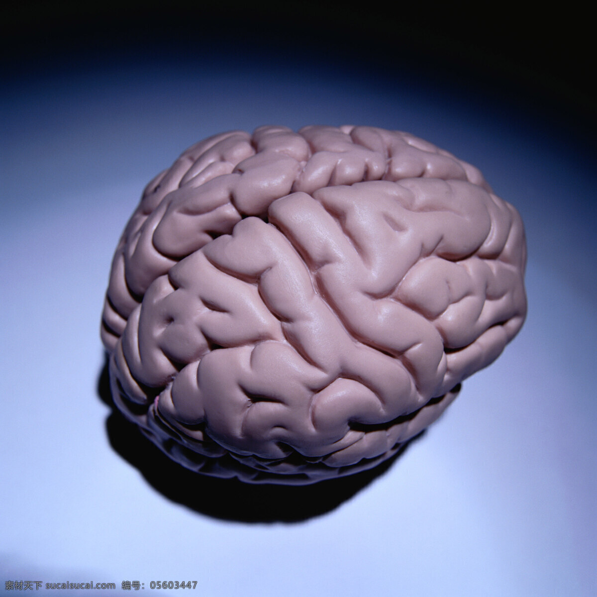 医疗保健 技术 科学免费下载 人体 大脑 图 层 图示 大脑图 人脑图 医院医疗