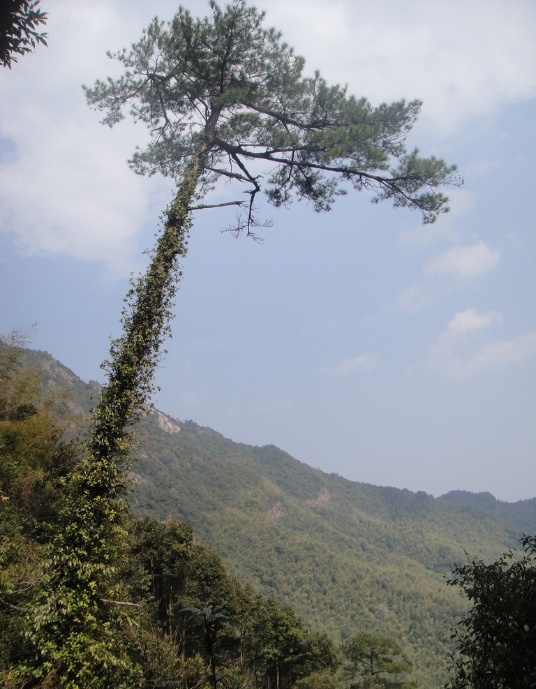 仙游风景 仙游 中国仙游 菜溪风景 松树 仙游版迎客松 菜溪岩 美丽风景 蓝天 白云 山水风景 自然景观