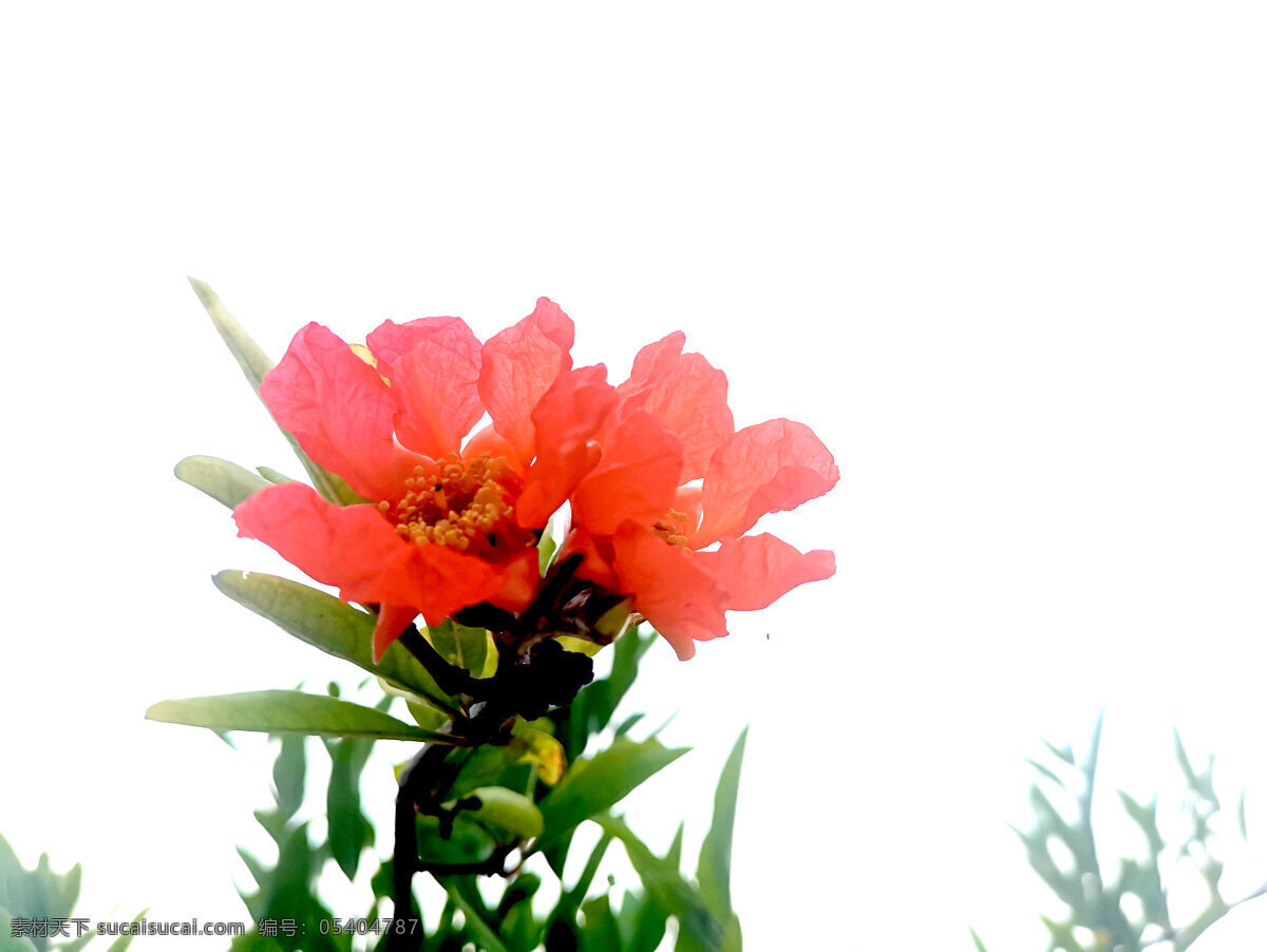 石榴花 生物 植物 鲜红色 阳光下 红花 绿叶 天空 风景 自然景观 自然风景