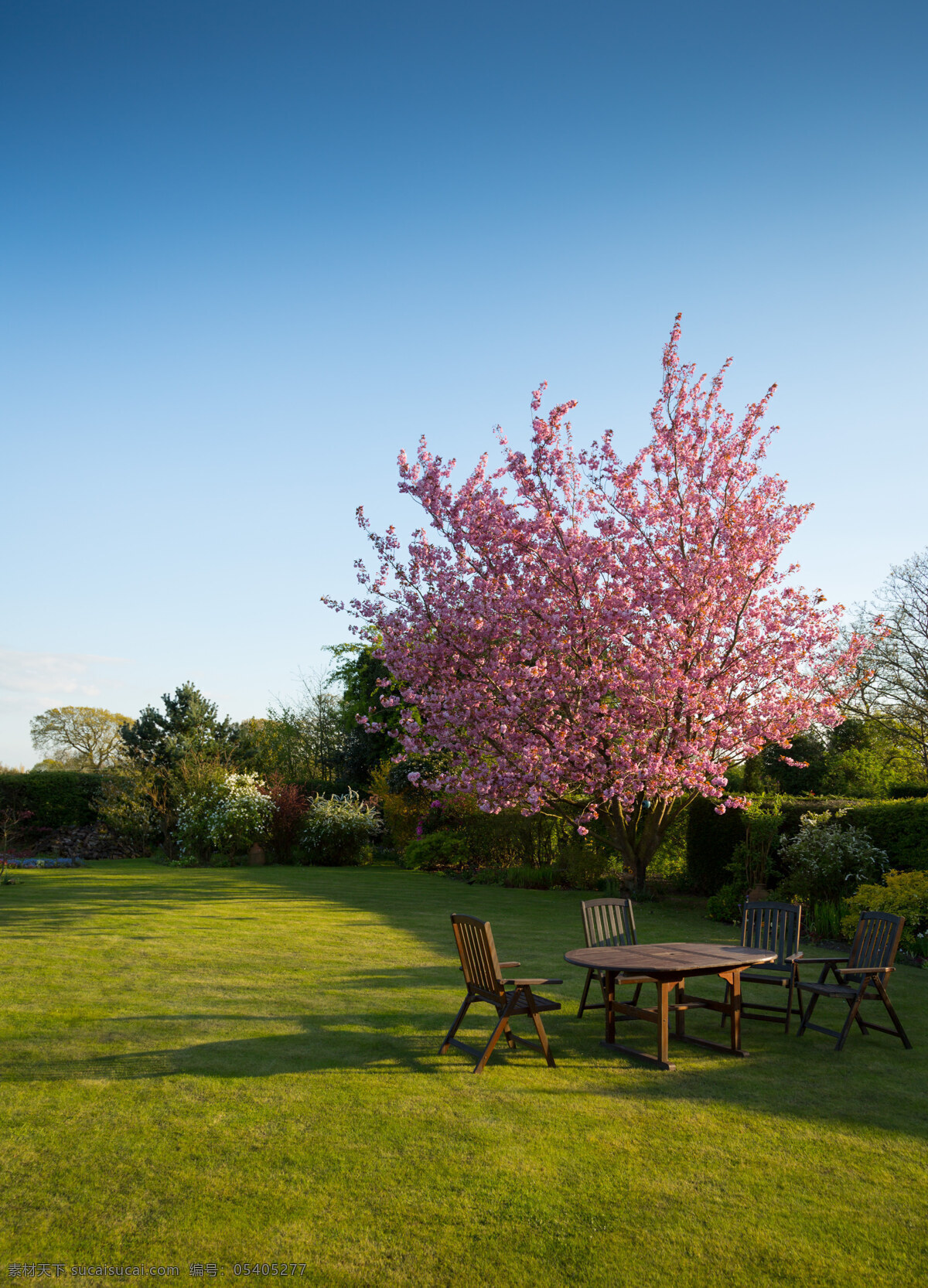 樱花树下 风景 自然 天空 花园 草地 草坪 表 树 蓝色天空 椅子 自然景观 自然风景