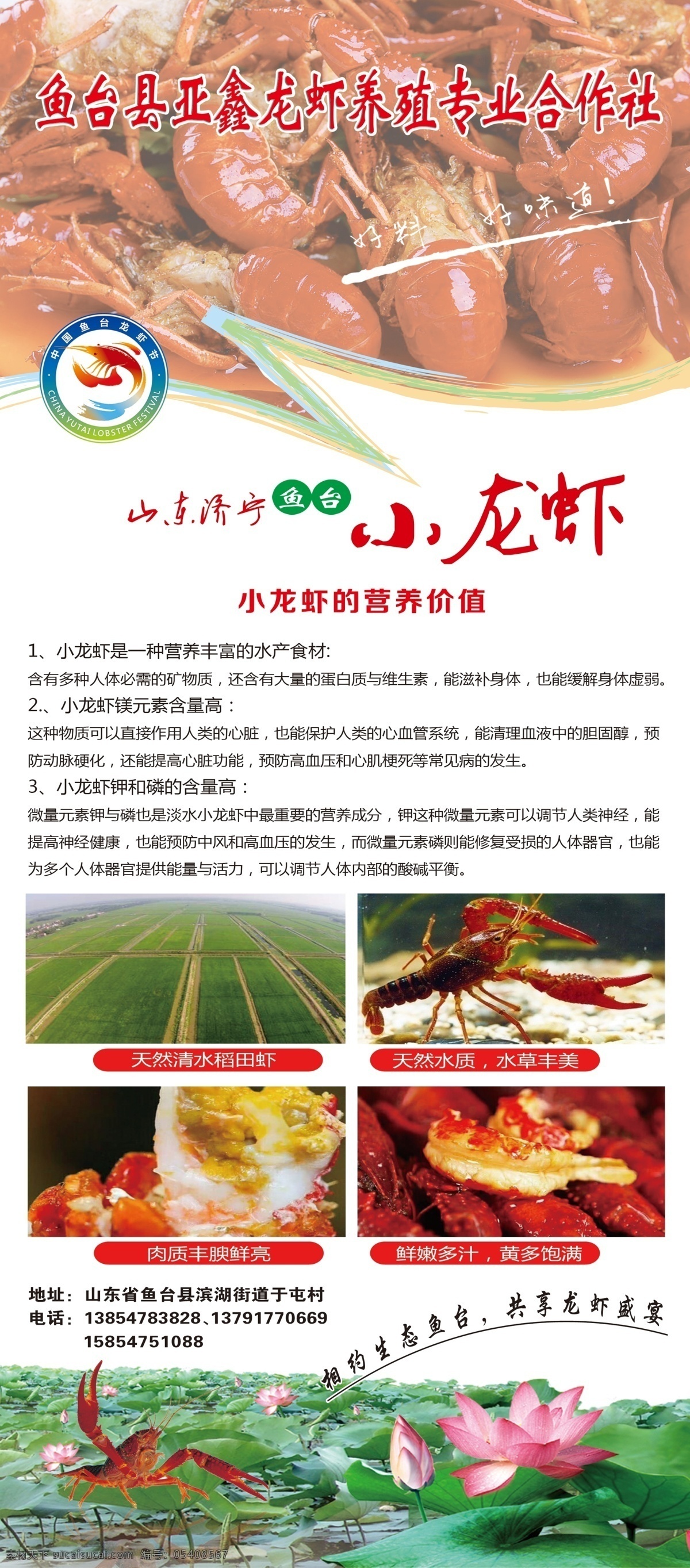 鱼台小龙虾 鱼台 小龙虾 稻田虾 养殖 合作社 荷花