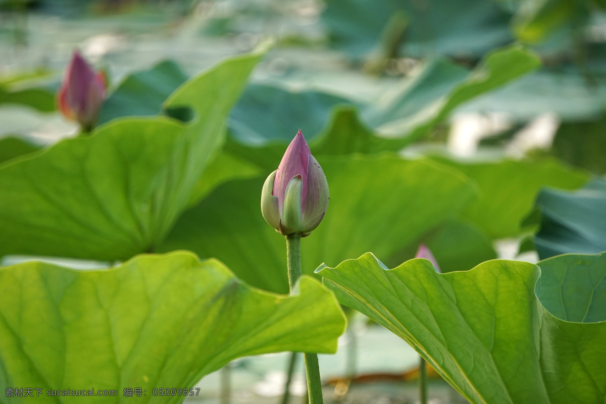 沈阳丁香湖 荷花 荷叶 沈阳 丁香湖 花苞 花草盆栽 生物世界 花草