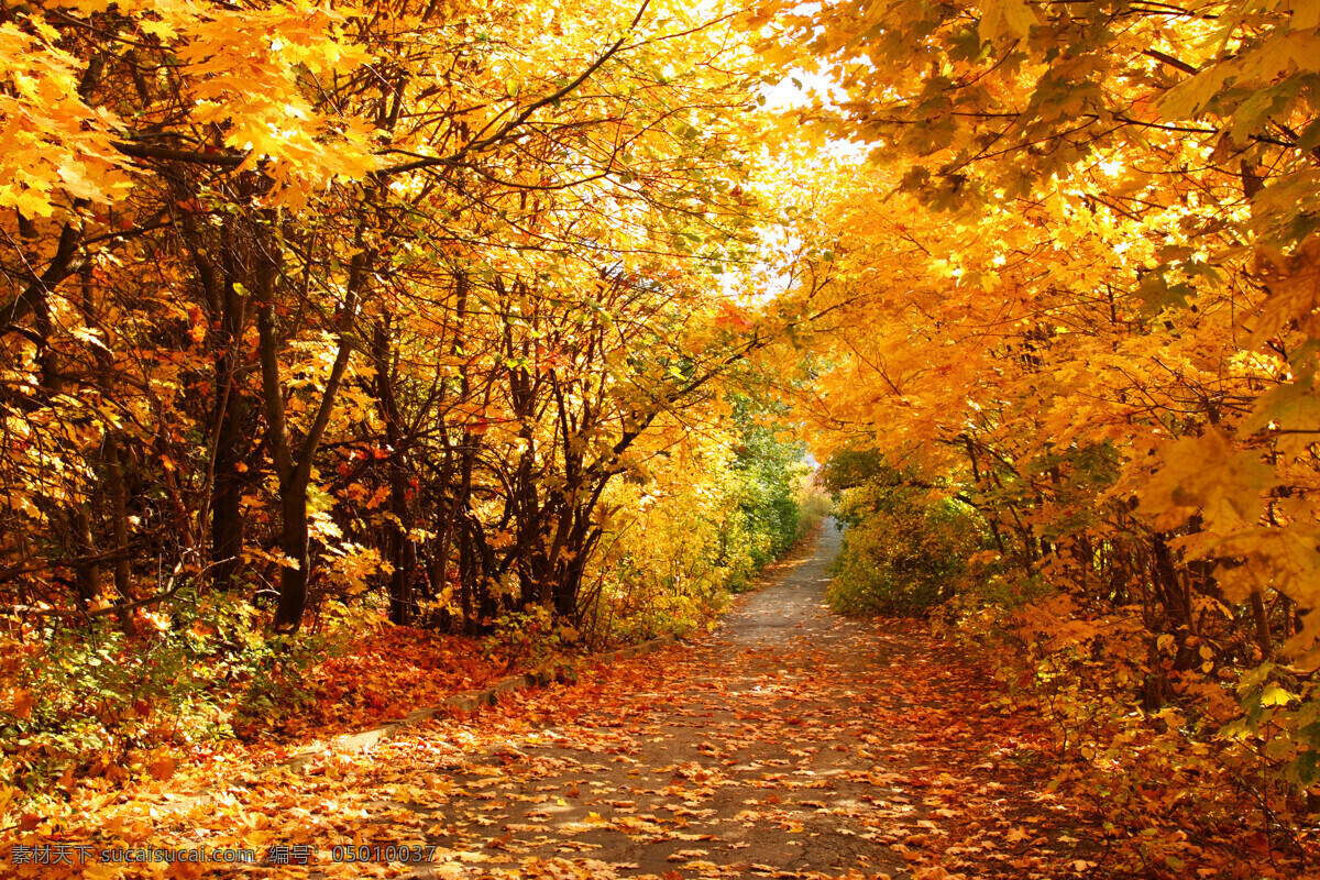 秋天 树林 道路 风景 秋天风景 秋景 秋天色彩 枫叶 叶子 树木 生态环境 野外 自然 自然生态 公园 林中道路 花草树木 生物世界 黄色