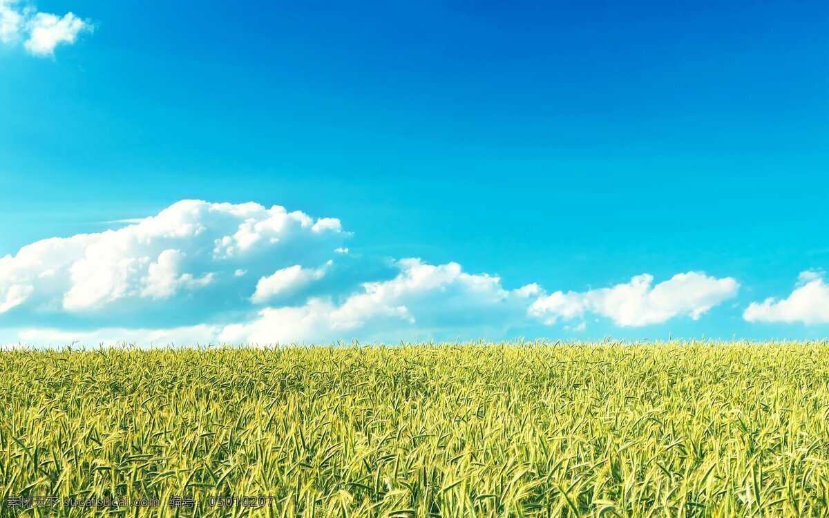 晴天麦地 绿色 麦田 田野 农田 种植 庄稼 庄稼地 土地 麦子 麦地 田园 麦穗 蓝天 白云 晴天 晴朗 天空 自然景观 田园风光 青色 天蓝色