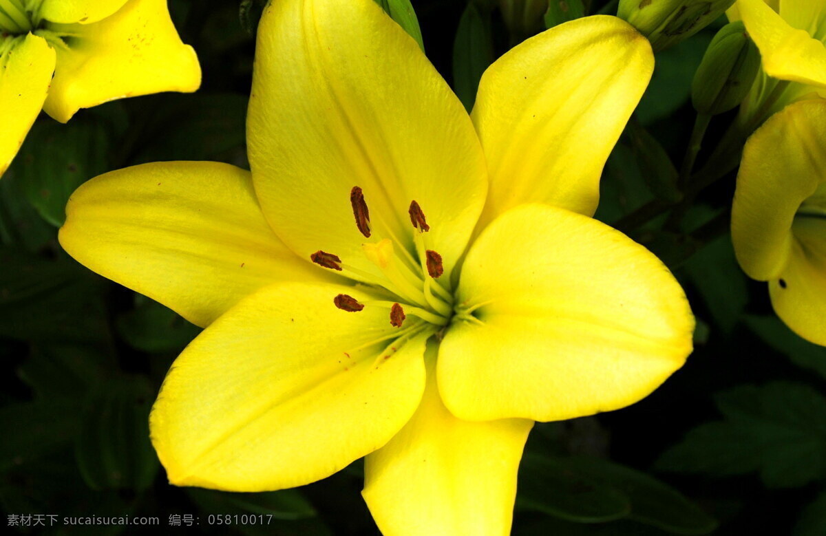 唯美 黄 百合花 高清 清新花朵 黄色花朵 清新 黄色