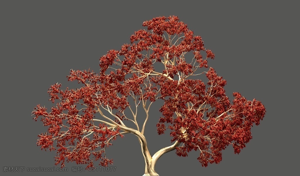 黄金树图片 红色 红叶 黄金 树 枫叶 3d设计 3d作品