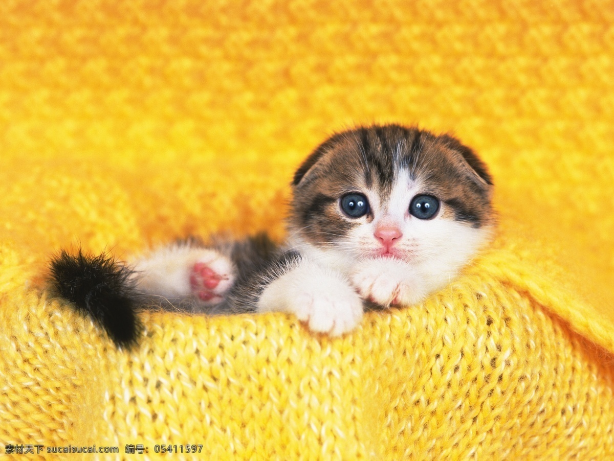 很 萌 可爱 小猫 猫 猫咪 超萌 宠物 宠物猫 动物世界 陆地动物 生物世界 猫咪图片