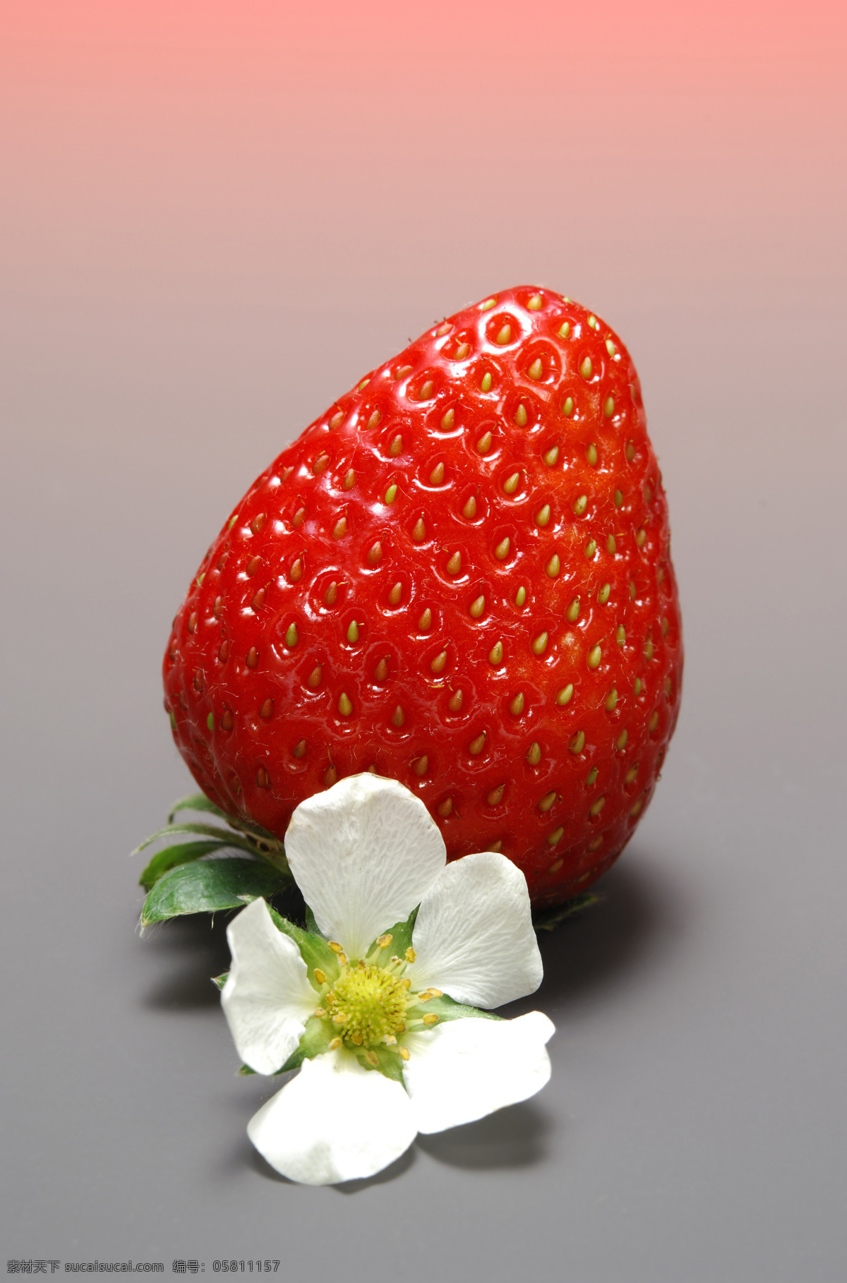 清晰 草莓免费下载 草莓 单色背景 高清 红色 水果 诱人 风景 生活 旅游餐饮