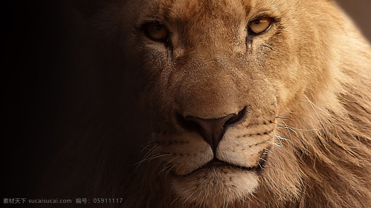 动物摄影 动物 高清 大图 狮子 雄狮 威严 威猛 凶猛 黑暗 暗黑 勇敢 王者 凝视 严肃 庄重 危险 生物世界 野生动物