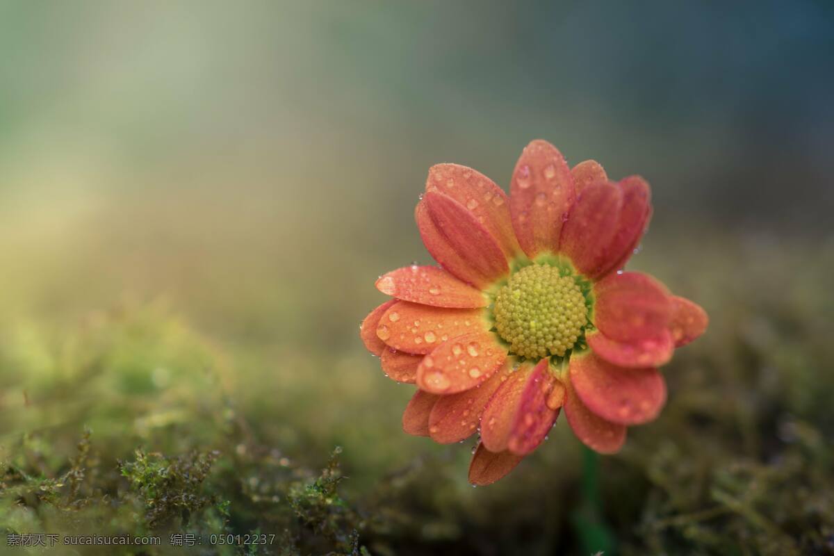 雨中的花都 花朵 雨中 盛开 下雨天 美丽 粉红色 自然生物 生物世界 花草