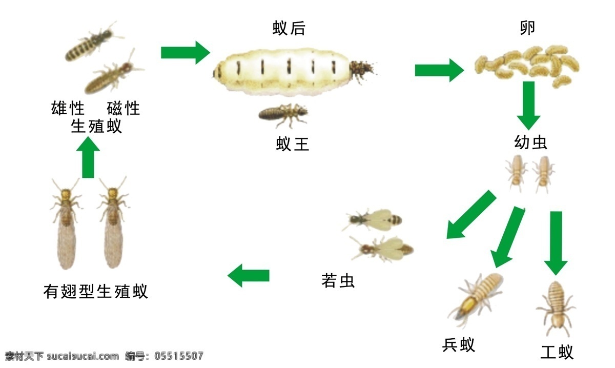 蚁王 白蚁防治 白蚁 防治 白蚁的危害 白蚁的传播 宣传展板 传播图 白蚁家族 家族 白蚁族群 族群