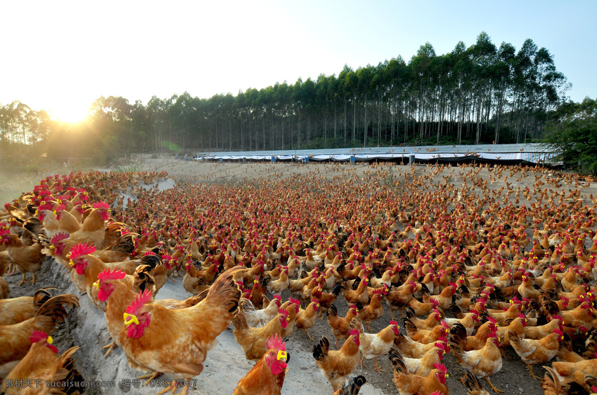 满山红 养殖场 农场 鸡场 鸡 树木 树 公鸡 阳光 太阳 家禽家畜 生物世界